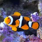 （海水魚）ペルクラクラウン　ハイグレード　ＭＬサイズ（ワイルド）（１匹）　沖縄別途送料　北海道・九州航空便要保温