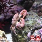 （海水魚）カニ　（Ｂ品）ルビーエメラルドクラブ（１匹）　北海道・九州航空便要保温