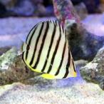 ( морская рыба )ya волокно butterfly uo(1 шт ) Hokkaido * Kyushu авиапочта необходимо теплоизоляция 