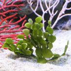 （海水魚）海藻　ウチワサボテング