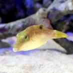 （海水魚）ヒメキンチャクフグ（１匹）　北海道・九州