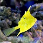 （海水魚）コンゴウフグ　Ｍサイズ（１匹）　北海道・