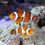 (海水魚)カクレクマノミ ペア(ワイルド)(1ペア) 北海道航空便要保温
