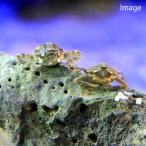 ( морская рыба ) краб магнолия кобус ganisp.(1 шт ) Hokkaido * Kyushu авиапочта необходимо теплоизоляция 