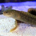 ( морская рыба )mo bow tsubo(1 шт ) Hokkaido * Kyushu авиапочта необходимо теплоизоляция 