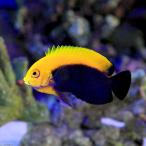 ( морская рыба )yako Caribbean рама задний enzeru(1 шт ) Hokkaido * Kyushu авиапочта необходимо теплоизоляция 