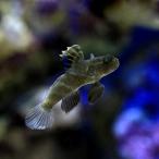 ( морская рыба ) Okinawa производство ka потертость - ze(1 шт ) Hokkaido * Kyushu авиапочта необходимо теплоизоляция 