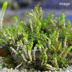 （海水魚）海藻　ウスガサネ　石付