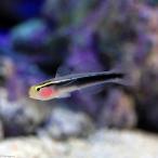 ( морская рыба )ie Rollei ngo Be ( bleed )(1 шт )