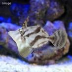 ( морская рыба )mo Logo si - gi(1 шт ) Hokkaido * Kyushu авиапочта необходимо теплоизоляция 