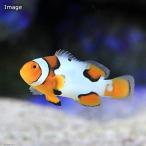 ( морская рыба ) черный Picasso Crown ( bleed )(1 шт ) Hokkaido * Kyushu авиапочта необходимо теплоизоляция 