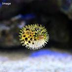 （海水魚）ハリセンボン　ＳＳサイズ（１匹）