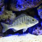 （海水魚）クロダイ　Ｍサイズ（１匹）　北海道航空便要保温