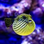 （海水魚）沖縄産　ワモンフグ（１匹）　北海道・九州