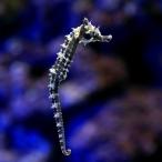 ( морская рыба )la Индия si- шланг черный ( bleed )(1 шт ) Hokkaido * Kyushu авиапочта необходимо теплоизоляция 