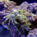 ( морская рыба ) краб губка декоративный элемент letter - Club (1 шт ) Hokkaido * Kyushu авиапочта необходимо теплоизоляция 