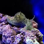 ( морская рыба )umi корова tatsu Nami gaiSS размер (1 шт ) Hokkaido * Kyushu авиапочта необходимо теплоизоляция 