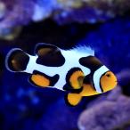 （海水魚）ブラックピカソクラウン　Ｍサイズ（ブリード）（１匹）　北海道・九州航空便要保温