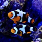 （海水魚）ブラックピカソクラウン　ペアリングチャレンジセット（ブリード）（１セット）　北海道・九州航空便要保温