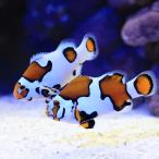 ショッピングペア （海水魚）ピカソストームクラウン　ペアリングチャレンジセット（ブリード）（１セット）　北海道・九州航空便要保温