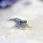 ( морская рыба ). дом .. лагуна повторный на данный момент комплект!B(... Sand super powder -+mi Nami летящий - zeS размер )(1 комплект )