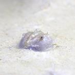 ( морская рыба ). дом .. лагуна повторный на данный момент комплект!C(... Sand super powder -+ America Kabuto ganiS размер )(1 комплект )