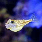 （海水魚）ナミダフグ（１匹）　北海道航空便要保温