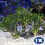（海水魚）海藻　ミツデサボテング