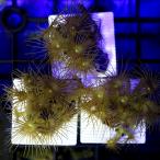 ( коралл ) желтый поли p plate имеется (1 шт ) y-4 Hokkaido * Kyushu авиапочта необходимо теплоизоляция 