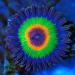 ( коралл )ma женский na серебристый коричневый cluster штекер имеется (1 шт ) Hokkaido * Kyushu авиапочта необходимо теплоизоляция 