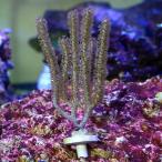 ( коралл )no Be si- удилище штекер имеется (1 шт ) y-42 Hokkaido * Kyushu авиапочта необходимо теплоизоляция 