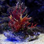( морская рыба ) водоросли Indonesia производство tosaka клей (1 шт ) Hokkaido авиапочта необходимо теплоизоляция 