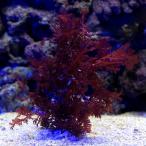 ( морская рыба ) водоросли Indonesia производство весь ksa скала имеется (1 шт ) Hokkaido * Kyushu авиапочта необходимо теплоизоляция 