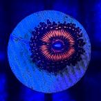 ( коралл )ma женский na серебристый коричневый k fire - эмблема штекер имеется (1 шт )