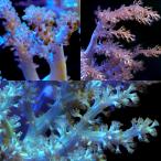 ( коралл )f ковер коралл случайный tosaka коралл M размер поли ka штекер имеется (1 шт )wh-89 Hokkaido * Kyushu авиапочта необходимо теплоизоляция 