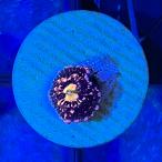 ( коралл )ma женский na серебристый коричневый k Чужой eksp low John штекер имеется (1 шт ) y-62 Hokkaido * Kyushu авиапочта необходимо теплоизоляция 