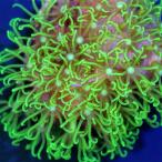 ( коралл )f ковер коралл Star поли p зеленый M размер поли ka штекер имеется (1 шт ) wh-22 Hokkaido * Kyushu авиапочта необходимо теплоизоляция 