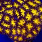 ( коралл )f ковер коралл to гель li коралл orange M размер поли ka штекер имеется (1 шт )yl-74 Hokkaido * Kyushu авиапочта необходимо теплоизоляция 