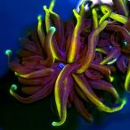 ( коралл )f ковер коралл - na коралл 24K M размер поли ka штекер имеется (1 шт )yl-75 Hokkaido * Kyushu авиапочта необходимо теплоизоляция 