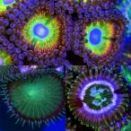 ( коралл )f ковер коралл случайный ma женский na серебристый коричневый k имеется maru ko блокировка Mini M размер поли ka штекер имеется (1 шт )yl-76 Hokkaido * Kyushu авиапочта необходимо теплоизоляция 