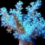 ( коралл )f ковер коралл кожа черновой satosaka светло-зеленый M размер поли ka штекер имеется (1 шт )wh-11 Hokkaido * Kyushu авиапочта необходимо теплоизоляция 