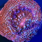 ( коралл )f ковер коралл oo togekikmei морщина avant ключ M размер поли ka штекер имеется (1 шт )yl-86 Hokkaido * Kyushu авиапочта необходимо теплоизоляция 