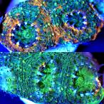 ( коралл )f ковер коралл common ta oo togekikmeisi зеленый orange мрамор M размер поли ka штекер имеется (1 шт )yl-88 Hokkaido * Kyushu авиапочта необходимо теплоизоляция 