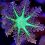 ( коралл )tsutsuumizuta волосы Lee центральный зеленый поли ka штекер M(1 шт )y-91 Hokkaido * Kyushu авиапочта необходимо теплоизоляция 