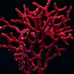 ( коралл )isobana красный поли ka штекер M(1 шт )y-100 Hokkaido авиапочта необходимо теплоизоляция 