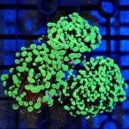 ( коралл ) can mli - na коралл металлик зеленый штекер имеется (1 шт ) Hokkaido * Kyushu авиапочта необходимо теплоизоляция 