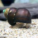 ( креветка *.) oo tanisi(10 шт )