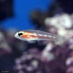 ( морская рыба ) маска dogo Be (1 шт ) Hokkaido * Kyushu авиапочта необходимо теплоизоляция 