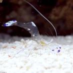 ( морская рыба ) креветка odo licca kre креветка (1 шт ) Hokkaido * Kyushu авиапочта необходимо теплоизоляция 