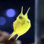 （海水魚）コンゴウフグ（１匹）